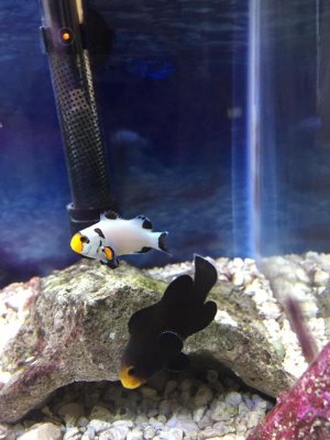 MY CLOWNFISH.jpg