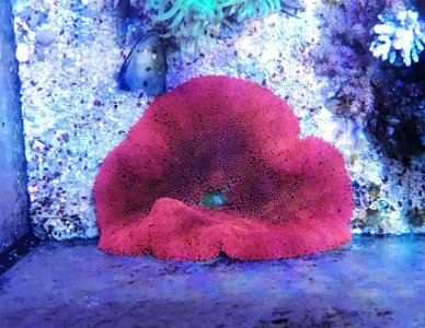 Red Haddoni 2016101301.jpg