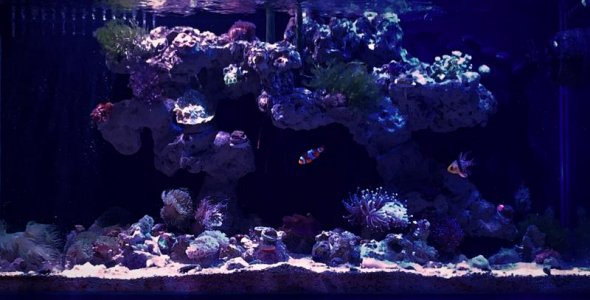 Reef Tank FB.jpg