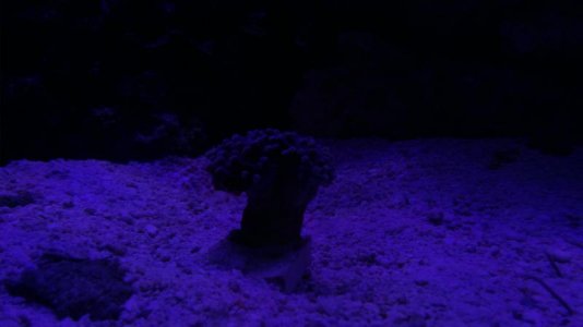 20161124_080156_Burst01.jpg