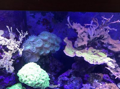 small corals.jpg