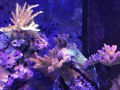 small acros.jpg