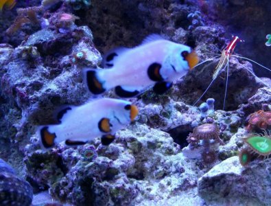 IMG_20161126_221808~2.jpg