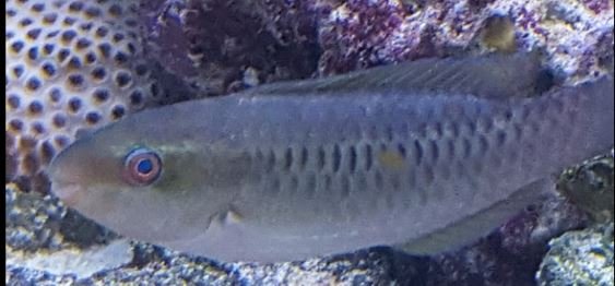 wrasse3.JPG