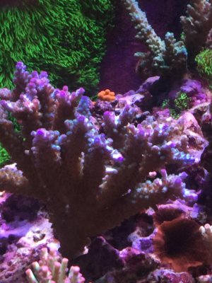 Berlin Acro Colony.jpg