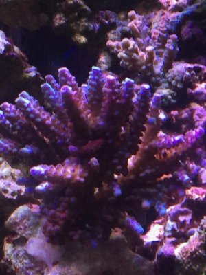 Colonylimeinthe sky.jpg