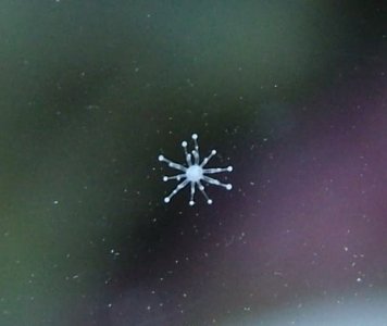 Hydroids.jpg