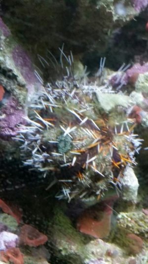 urchin.jpg
