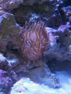 tdann1.jpg tdann1.jpg