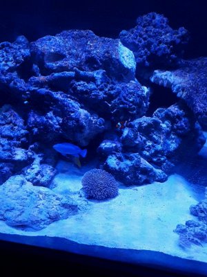 coral in moon.jpg coral in moon.jpg