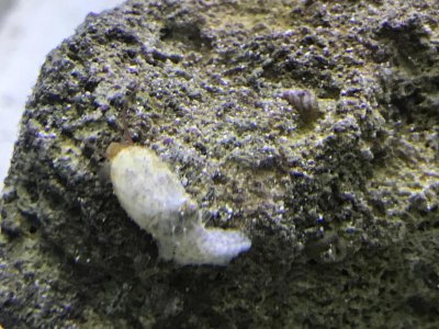 Snail.jpg