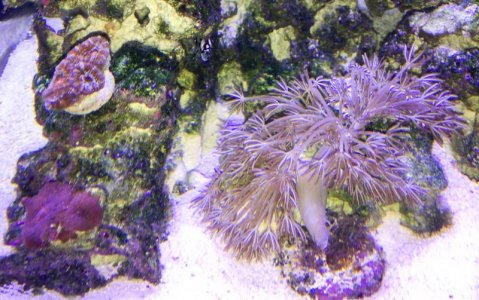 CoralsNoRed-1482.jpg