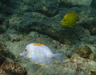 White Yellow Tang.jpg