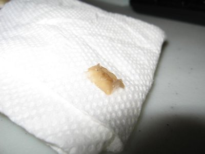 strange nudibranch 004.jpg
