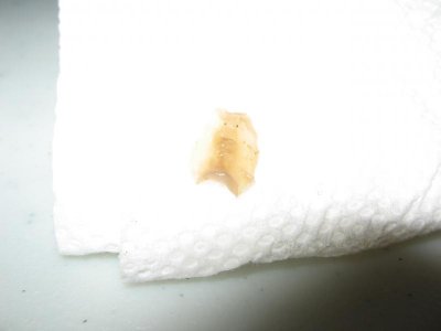 strange nudibranch 003.jpg