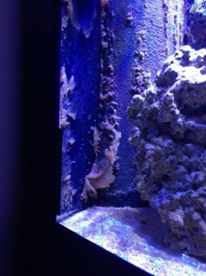 Algae on back wall.jpg