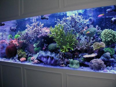 Reef Tank.jpg