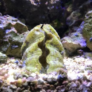 clam2.jpg