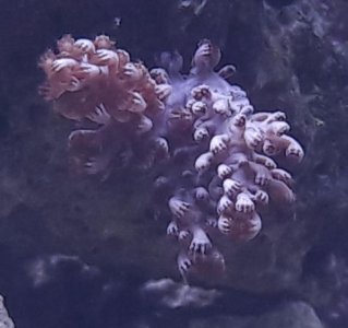 Unknown Soft Coral.jpg