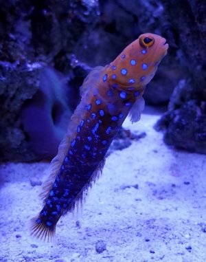 Blue1.jpg Blue1.jpg