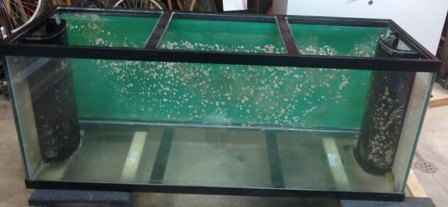 Tank Algae.jpg
