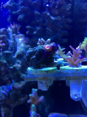 coral1.jpg