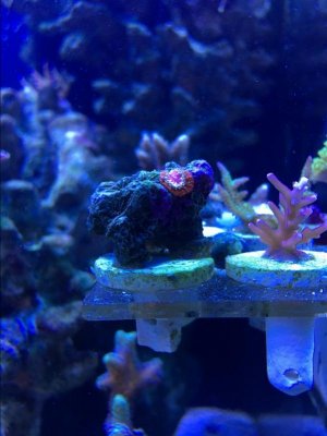 coral2.jpg