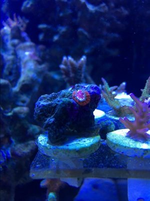 coral3.jpg