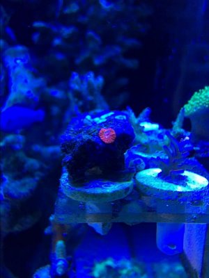 coral4.jpg