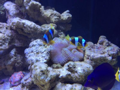 Anemonefish Pair.jpg