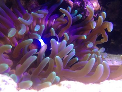 LTA and Black Clown.jpg