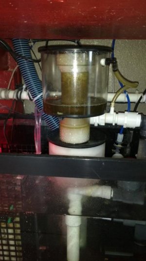 skimmer.jpg