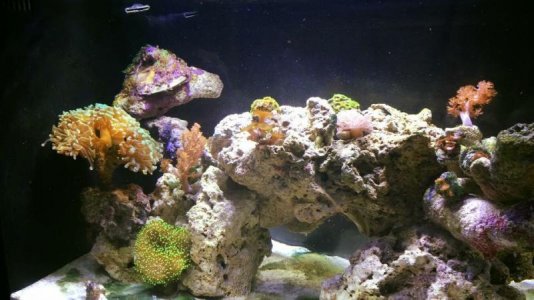IMG_1875.jpg