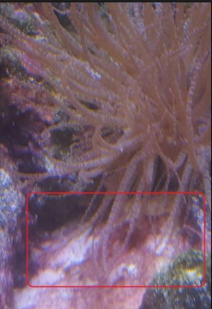 CurlyQAnemoneRedAlgae.jpg