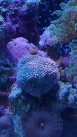 coral1.jpg