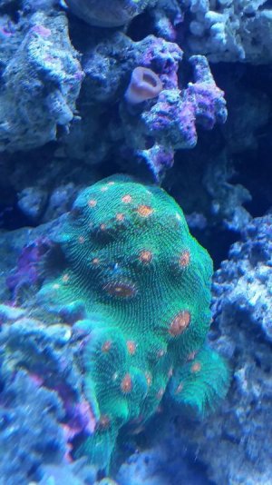 coral4.jpg