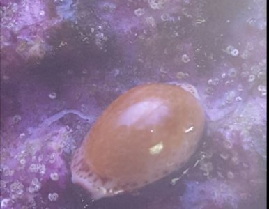 CowryInShell.JPG