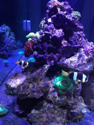 Screen Shot 2017-01-11 at 8.38.49 AM.jpg