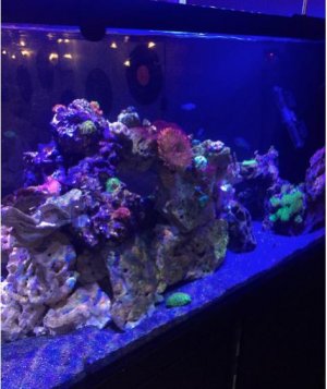 Screen Shot 2017-01-11 at 8.41.20 AM.jpg