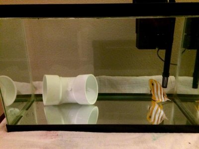 Copperband Butterfly.jpg