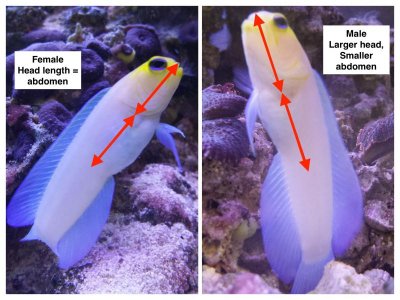 JawfishMaleFemale.jpg