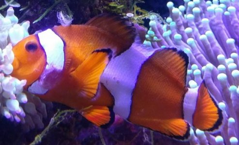 ClownFishPic.jpg
