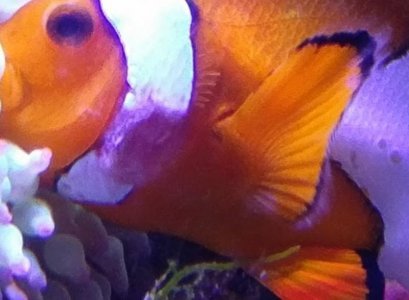 ClownFishPic2.jpg