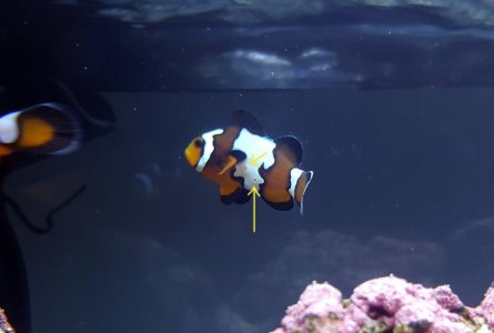 clown.jpg