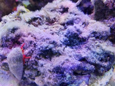 algae with crab.jpg
