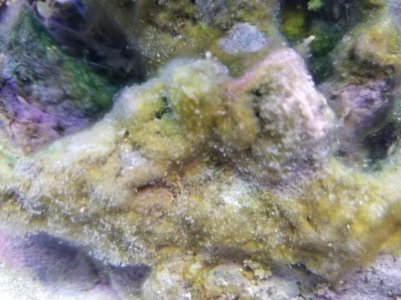 algae.jpg