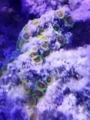 coral 1.jpg