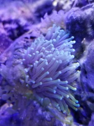 coral 3.jpg
