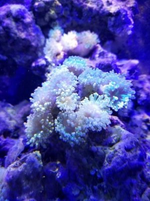 coral 4.jpg