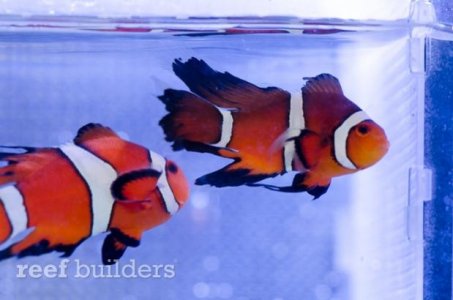 long-tail-clownfish.jpg